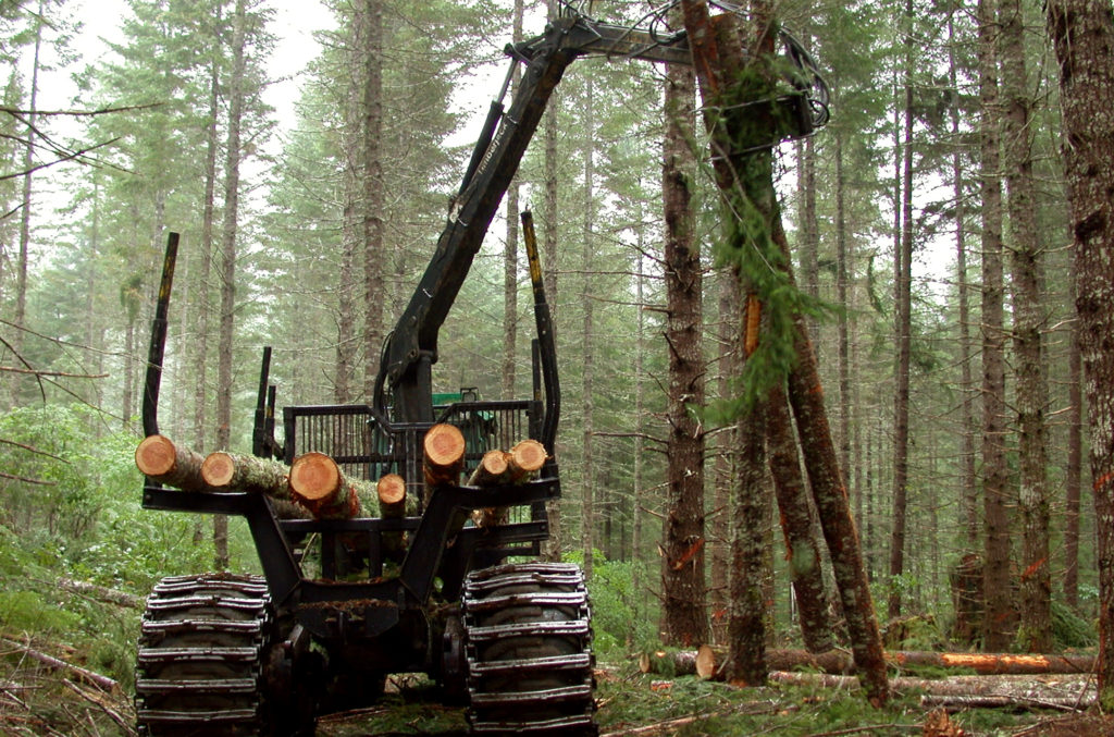 Костромские леса оказались самыми доходными в Центральной России