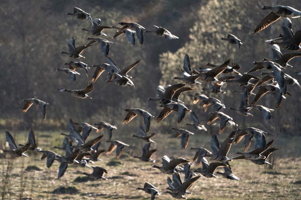 В Костромскую область возвращаются с зарубежной зимовки стаи гусей