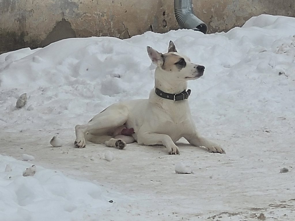 Беспризорная собака покусала женщину в самом центре Костромы