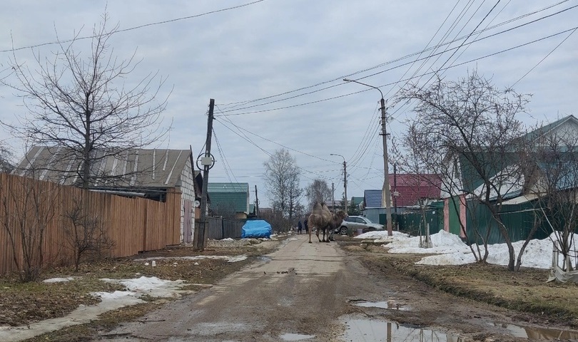 В Костроме заметили верблюда на прогулке (ФОТО)
