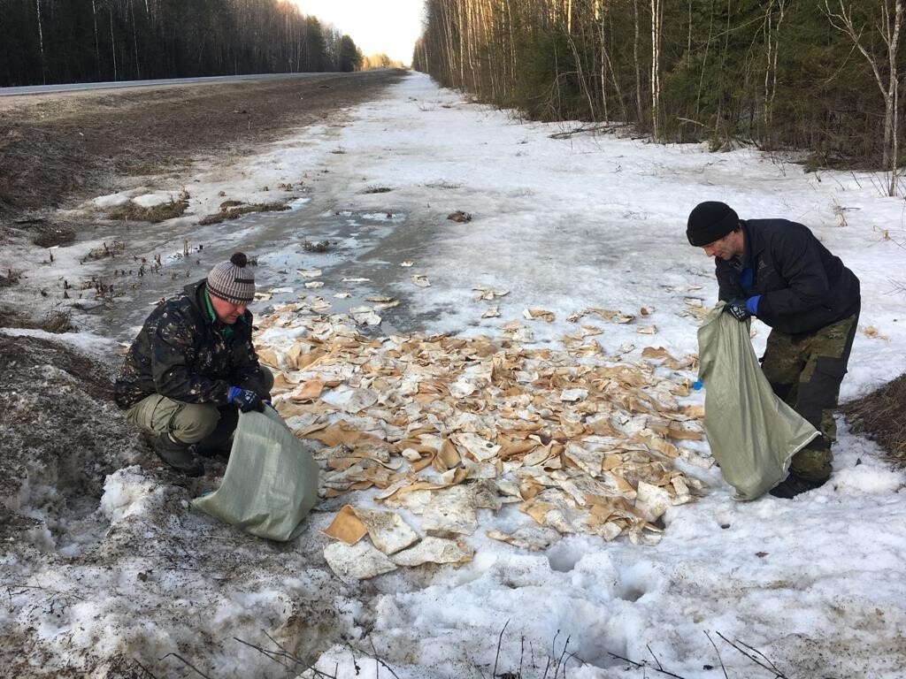 Тонну биологических отходов разбросали по обочинам трассы в Костромской области