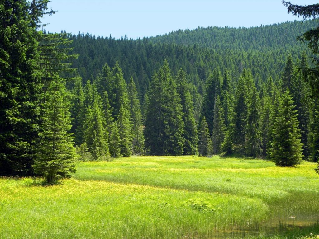 В костромских лесах накопилось больше полумиллиона тонн углерода