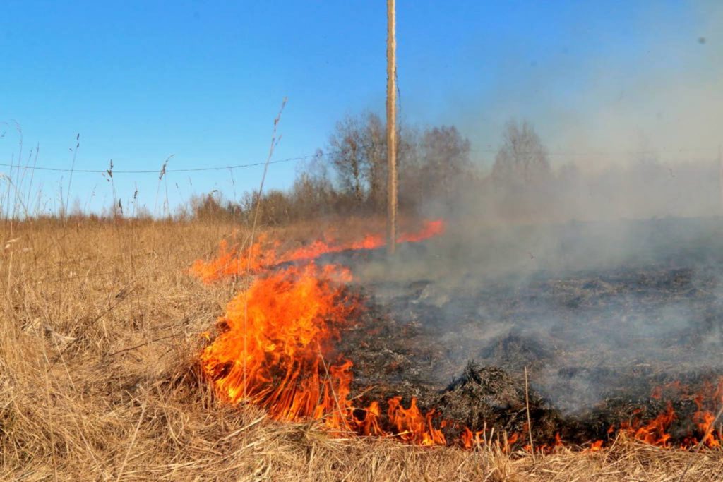 В Костроме зафиксированы первые случаи пала травы