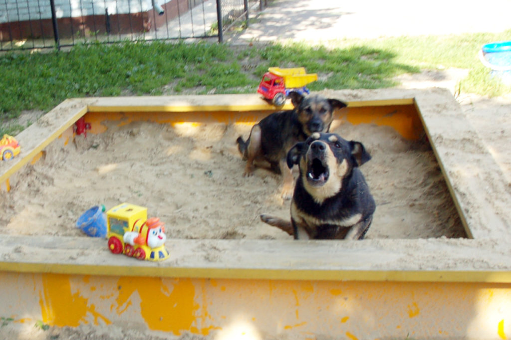 Костромские собаководы выгуливают питомцев прямо на детских площадках