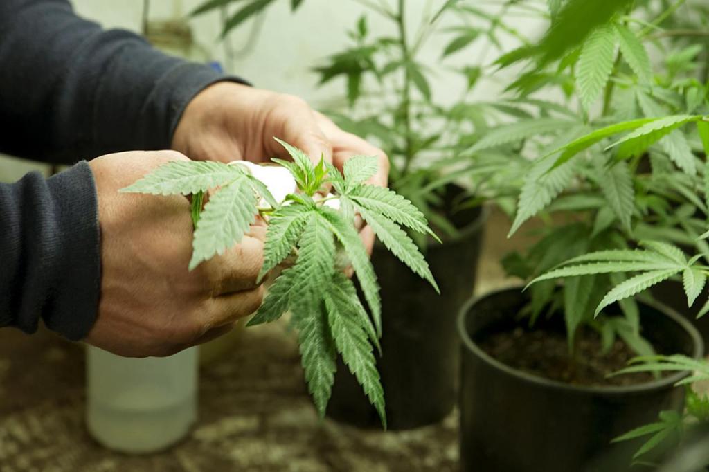 Костромич, выращивающий у себя дома марихуану, решил спрятаться от закона у родителей