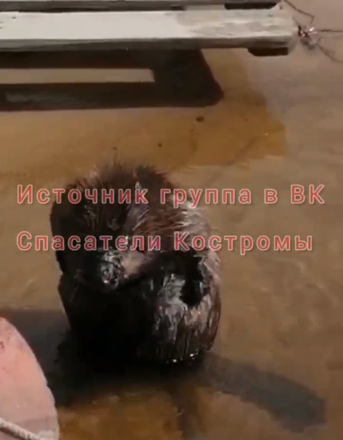 В Костроме упитанный бобр чистил мех под присмотром спасателей