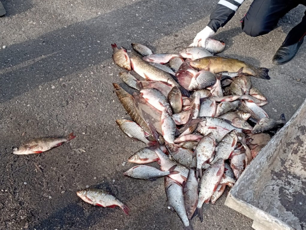 Под Костромой пойманы сразу 7 рыболовов-браконьеров