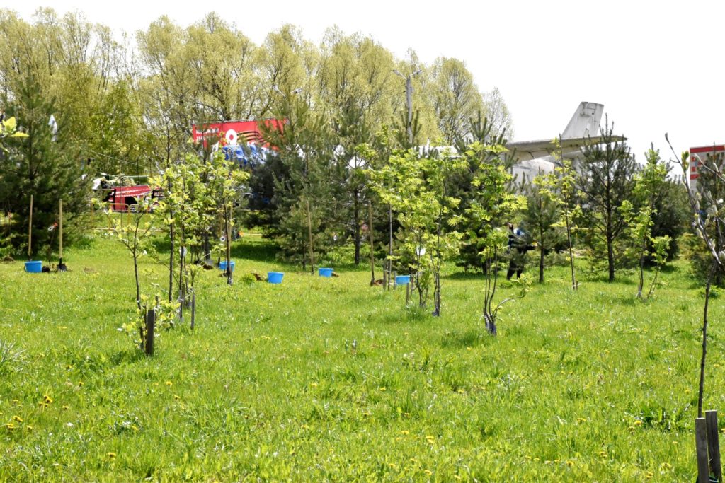 В рамках акции «Сад памяти» в Костроме высадили 25 рябин