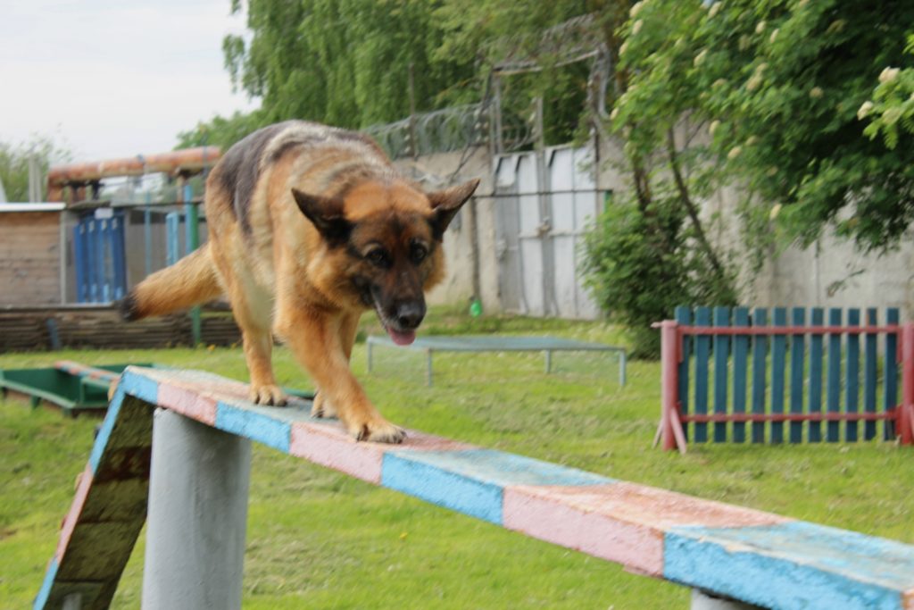 Собака настроения и трудоголик: как работают в костромской колонии служебные животные (ФОТО)