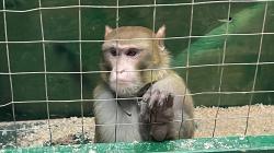 В Костроме обезьяна укусила посетителя на выставке экзотических животных
