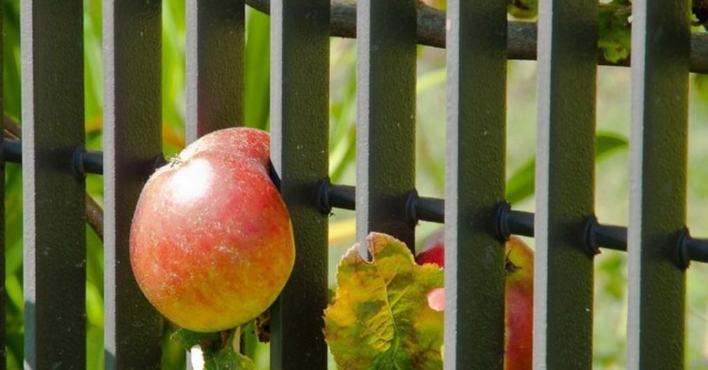 Костромичам рассказали, когда можно срывать соседские яблоки