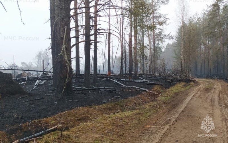 В Костромской области из-за жаркой погоды вводят особый противопожарный режим