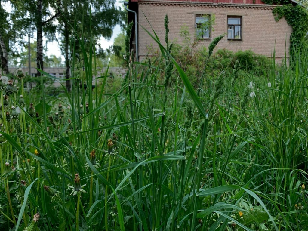 В Костроме начали очищать от травы придомовые территории
