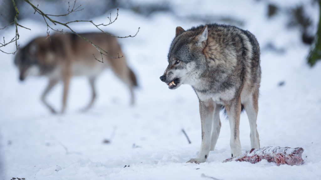 В Костромской области установили единое вознаграждение за добытого волка