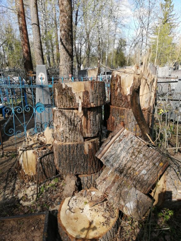 На кладбище в Костромской области устроили свалку из пней (ФОТО)