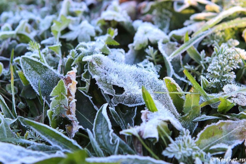 В Костромской области объявили штормовое предупреждение из-за заморозков
