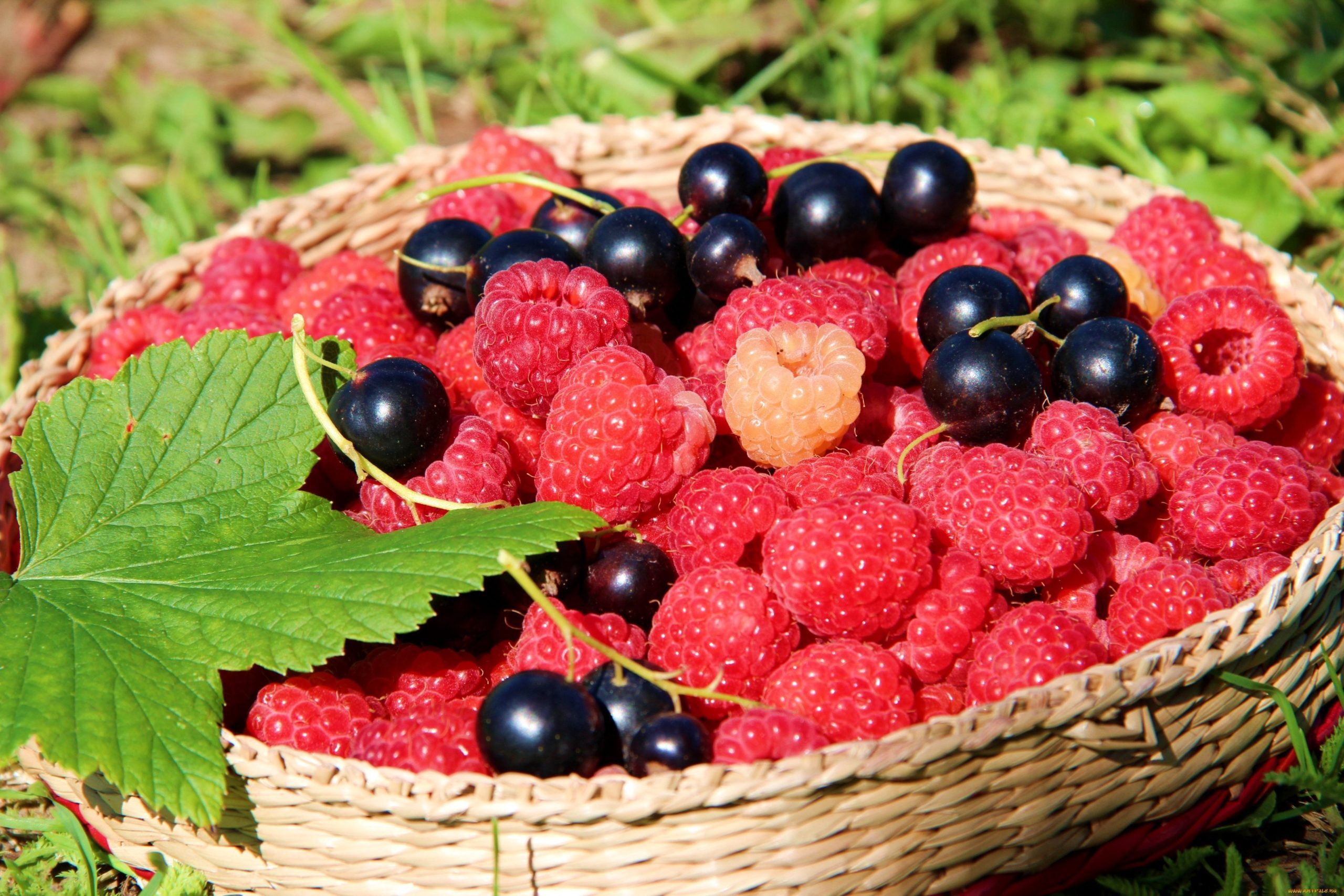 Многодетная мама из Костромской области будет выращивать ягоды для детских витаминов
