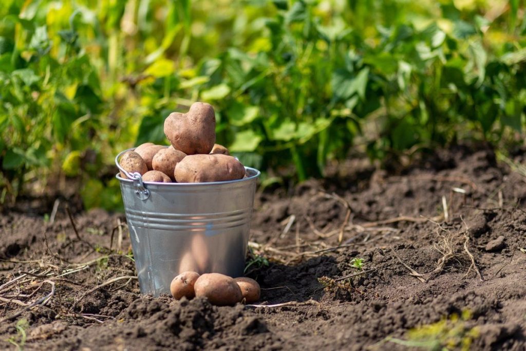 Посадка картофеля и других овощей в Костромской области обошлась в 200 миллионов рублей