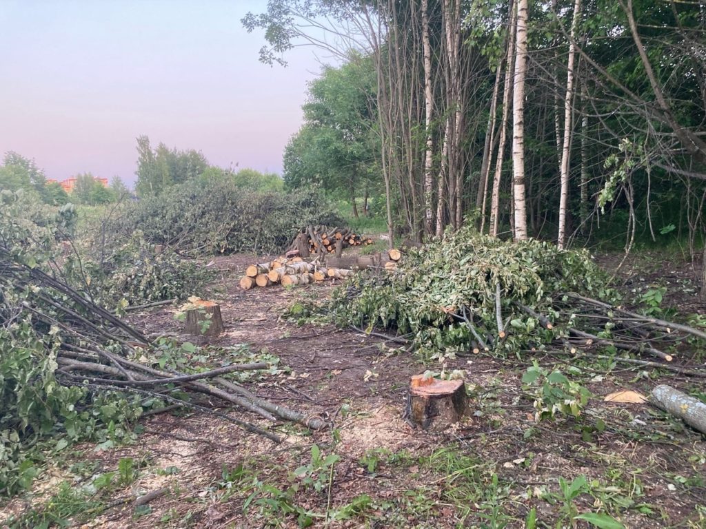 В Костроме под строительство центра культурного развития вырубают десятки деревьев