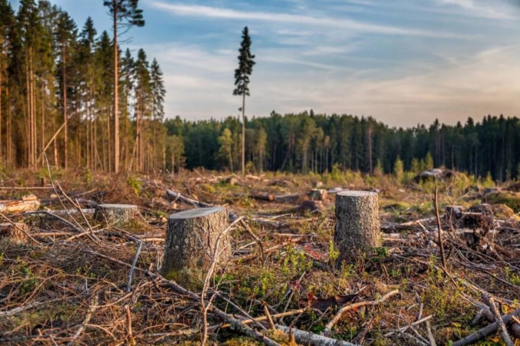 В Костромской области преступная группа незаконно нарубила древесины на 50 миллионов рублей