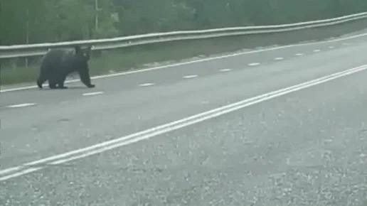 Медвежонок, разгуливающий по костромской трассе, шокировал водителей