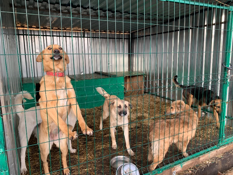 В Костромской области у 75% бродячих кошек и собак нашлись нерадивые владельцы