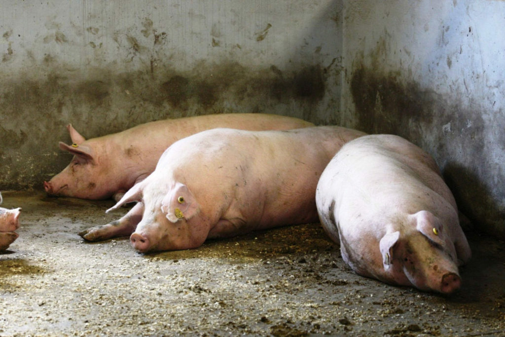 Костромских животноводов снова пугают африканской чумой свиней