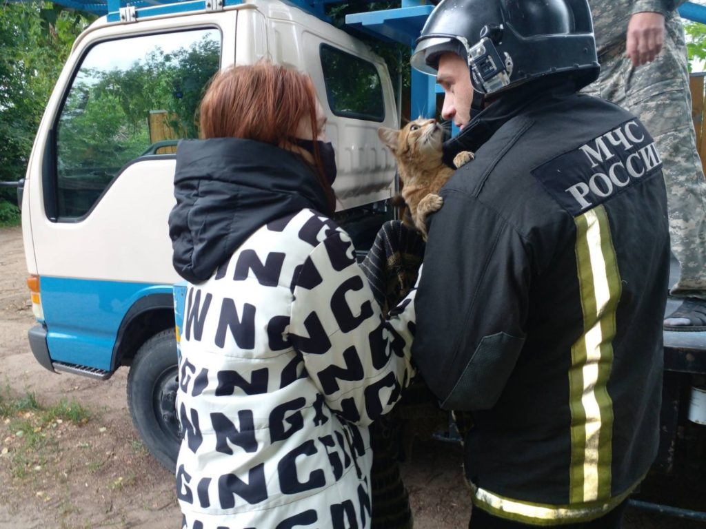 В Костроме с помощью автовышки спасли бездомную кошку, застрявшую на дереве