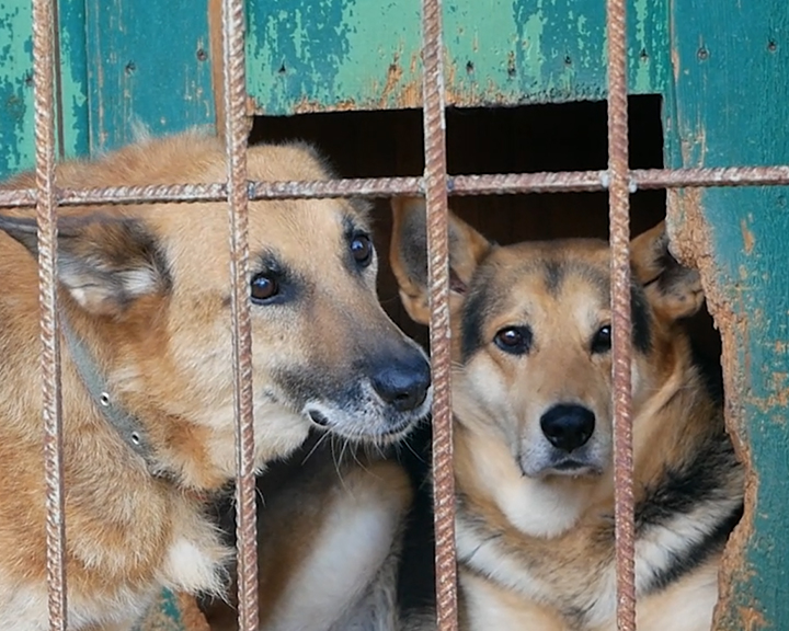 Центр передержки животных защищает костромичей от собак-беспризорников