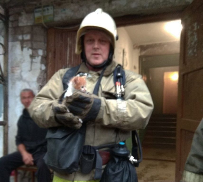 Пожарные из Костромы спасли котенка