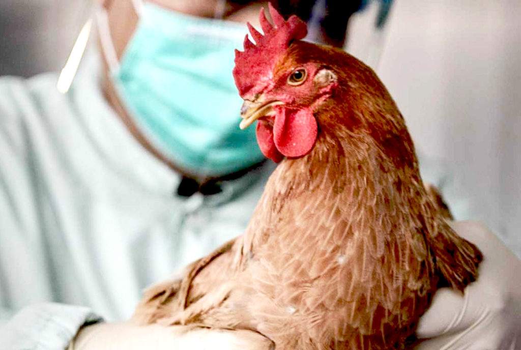В Костромской области усиленно противостоят распространению птичьего гриппа