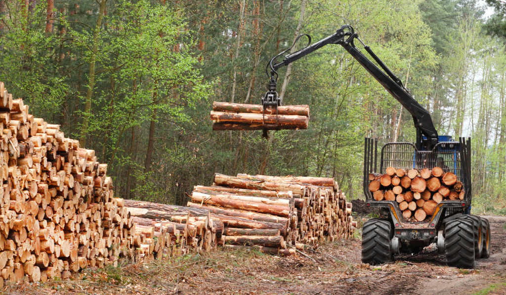 Костромская область заработала на лесах больше миллиарда рублей за полгода