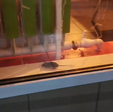 В популярном костромском кафе азиатской кухни заметили мышонка