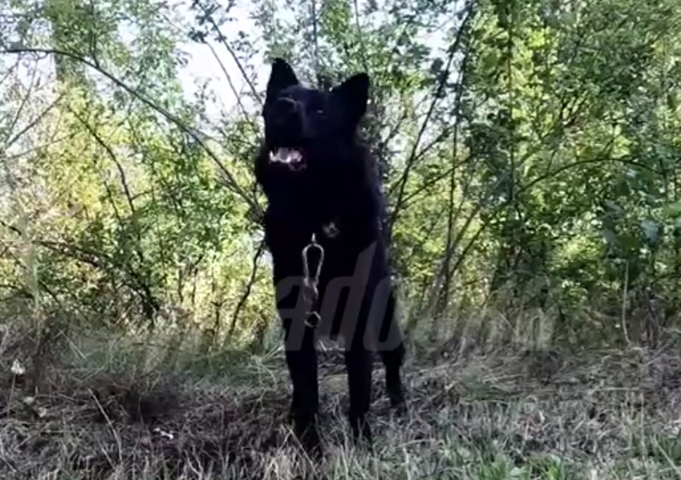 Первый в мире: кинолог из Костромы научил собаку выслеживать беспилотники в зоне СВО (ВИДЕО)