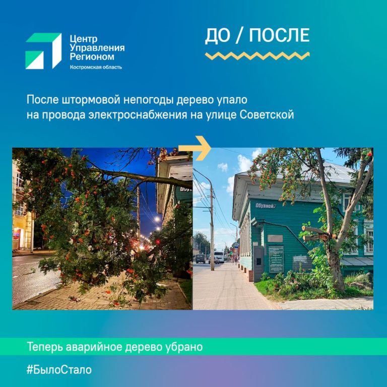 В Костроме деревья убирают после жалоб в соцсетях