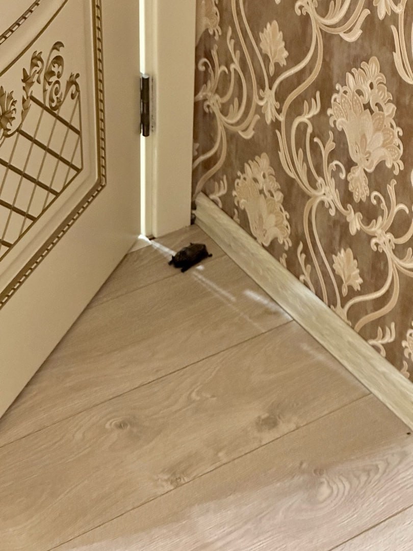 Летучая мышь тайком пробралась в квартиру костромичей (ФОТО)