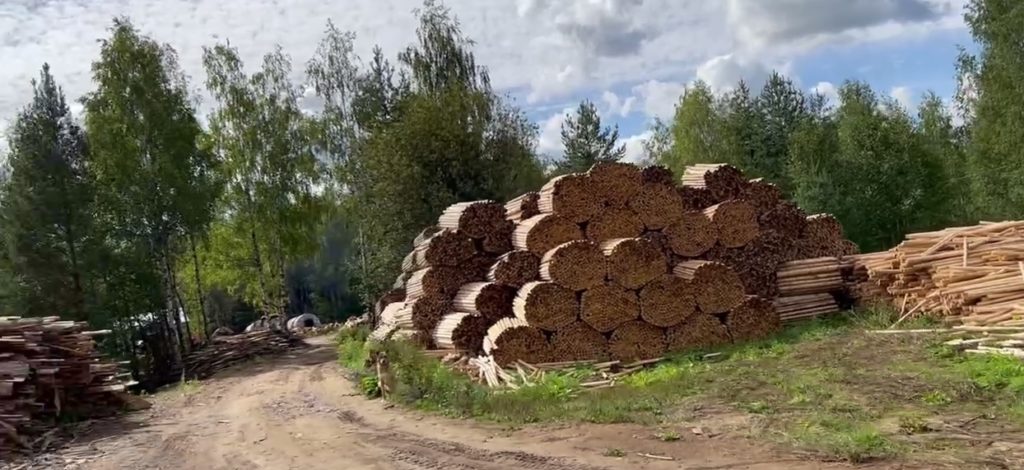 Углежог-фантом продолжает отравлять заповедную зону в Костромской области (ВИДЕО)