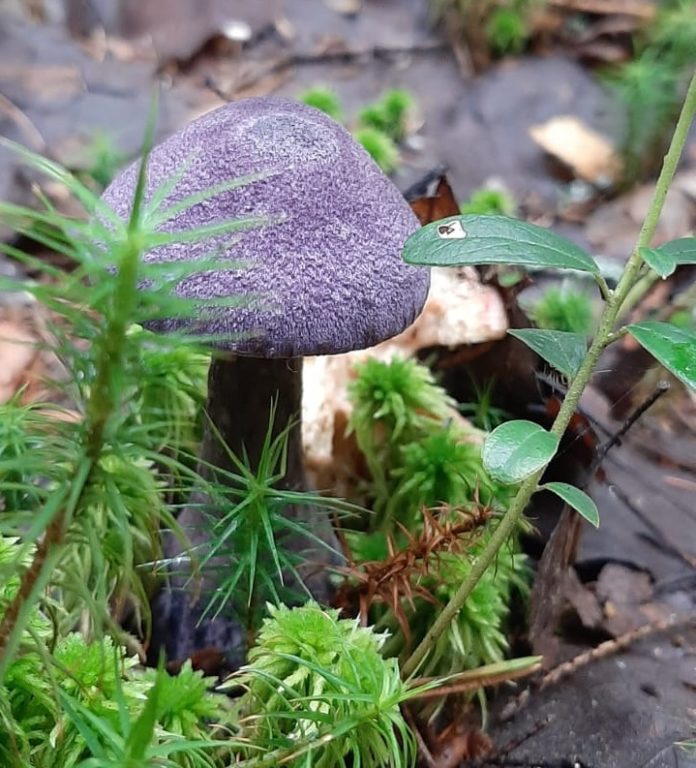 Фиолетовый гриб из Красной книги нашли в костромском лесу