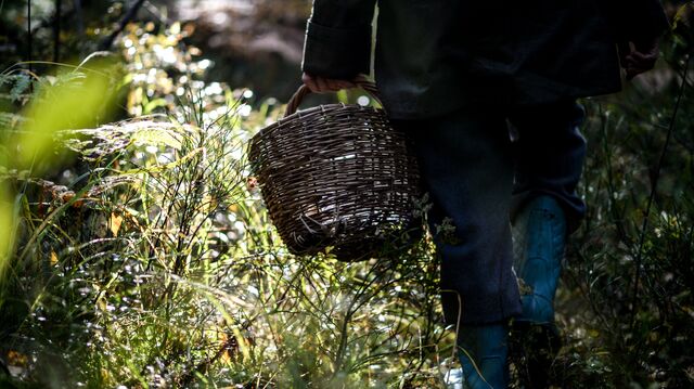 70-летняя пенсионерка до сих пор блуждает в костромских лесах