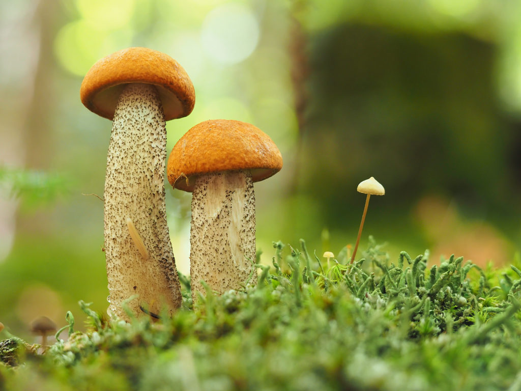 Костромичам не советуют кормить детей грибами