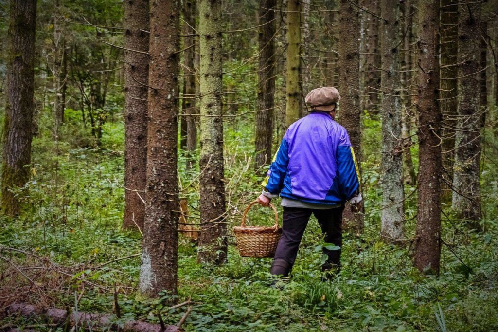 70-летняя женщина потерялась в лесу в Костромской области