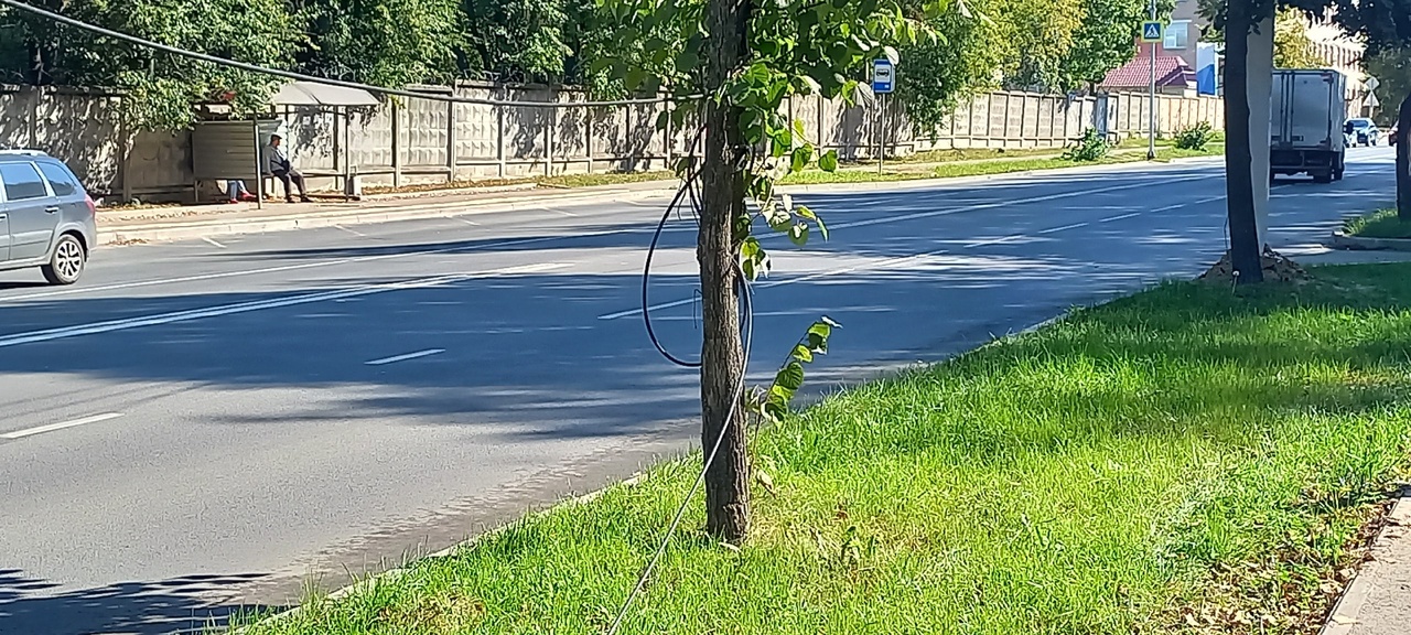 Странный провод привязанный к дереву на улице Никитской напугал костромичей