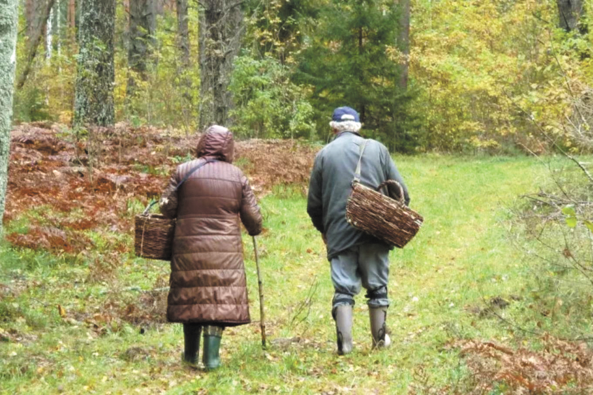 Немолодую пару ищут в костромских лесах