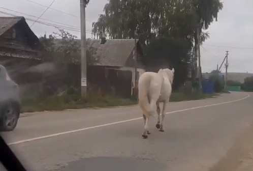 На костромских улицах заметили белую лошадь без принца