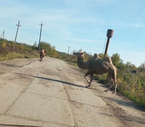 В поселке под Костромой живут три больших верблюда
