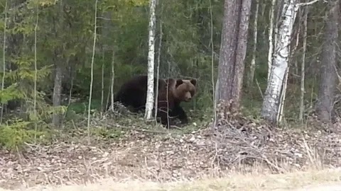Медведь позировал грибникам на трассе под Костромой