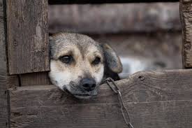 В костромском поселке Волжский за ночь отравили 5 собак