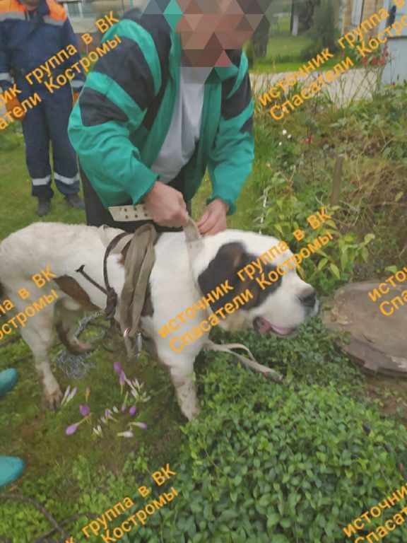 Спасатели достали собаку из четырехметрового колодца рядом с Костромой