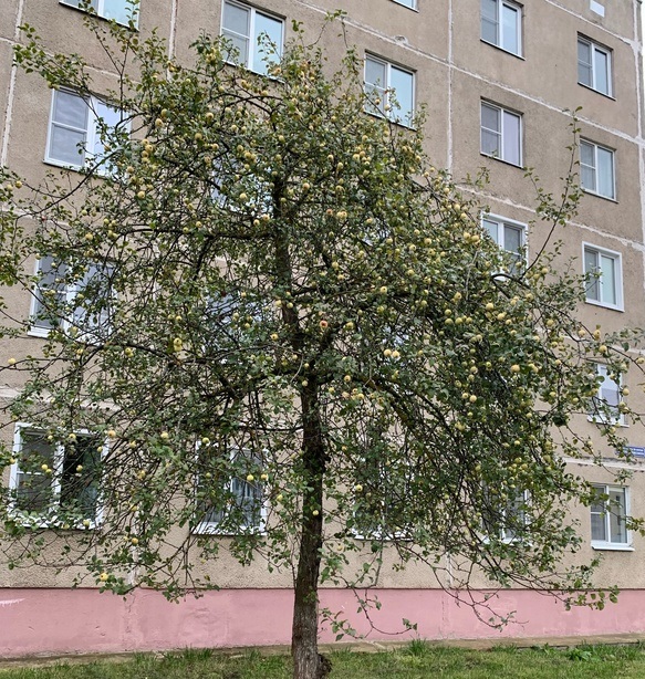 В Костромской области на одном конце региона обильные снегопады, а на другом еще цветут яблони