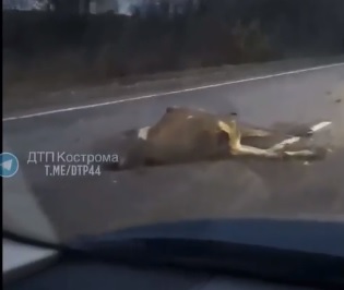 На трассе Кострома-Красное-на-Волге погиб молодой лось (ВИДЕО)